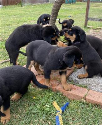 Charming Rottweiler Puppies For Sale 